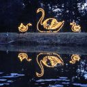 swan_lights.jpg